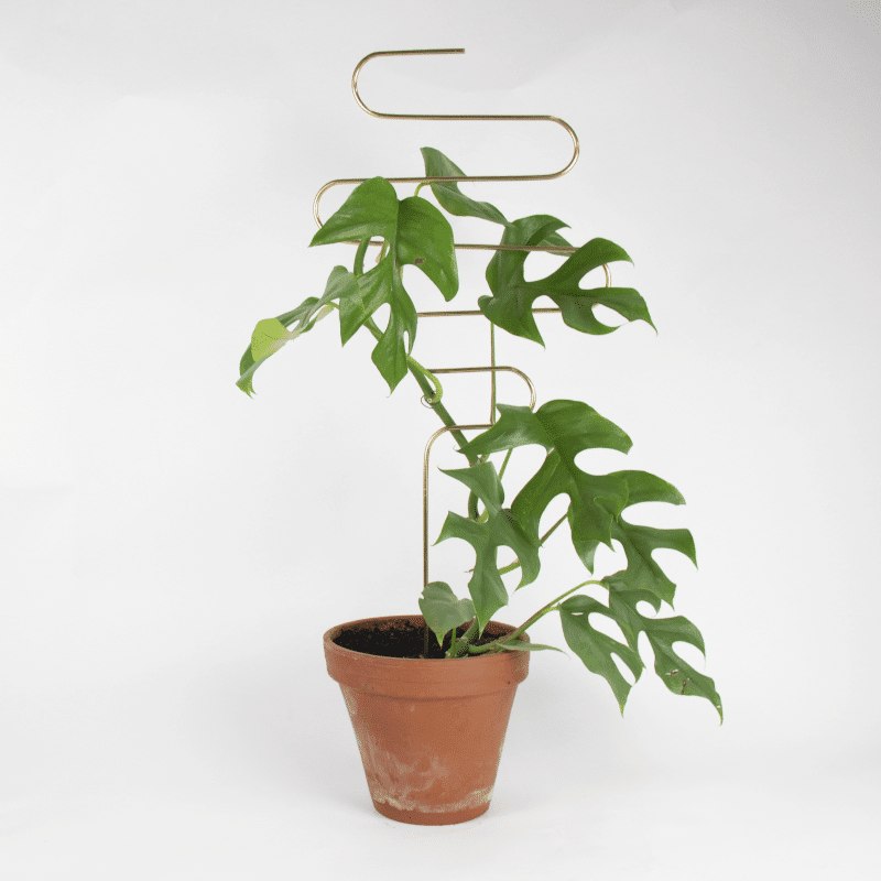 Kletterhilfe - Plant Stake Squiggle gold von Botanopia