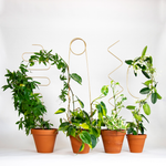 Kletterhilfe - Plant Stake Arch gold von Botanopia