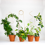 Kletterhilfe - Plant Stake Arch gold von Botanopia