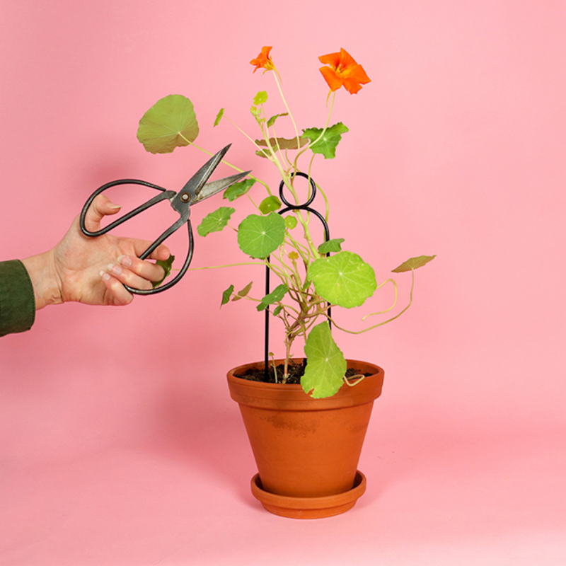 Kletterhilfe - Pompom schwarz klein von Botanopia