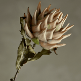 Kunstblume - Protea natur von Bloomingville 