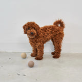 MiaCara - Dog toy Globo Nougat M