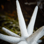 Ornament - Spike weiss/funkeln L von House Doctor