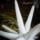 Ornament - Spike weiss/funkeln L von House Doctor