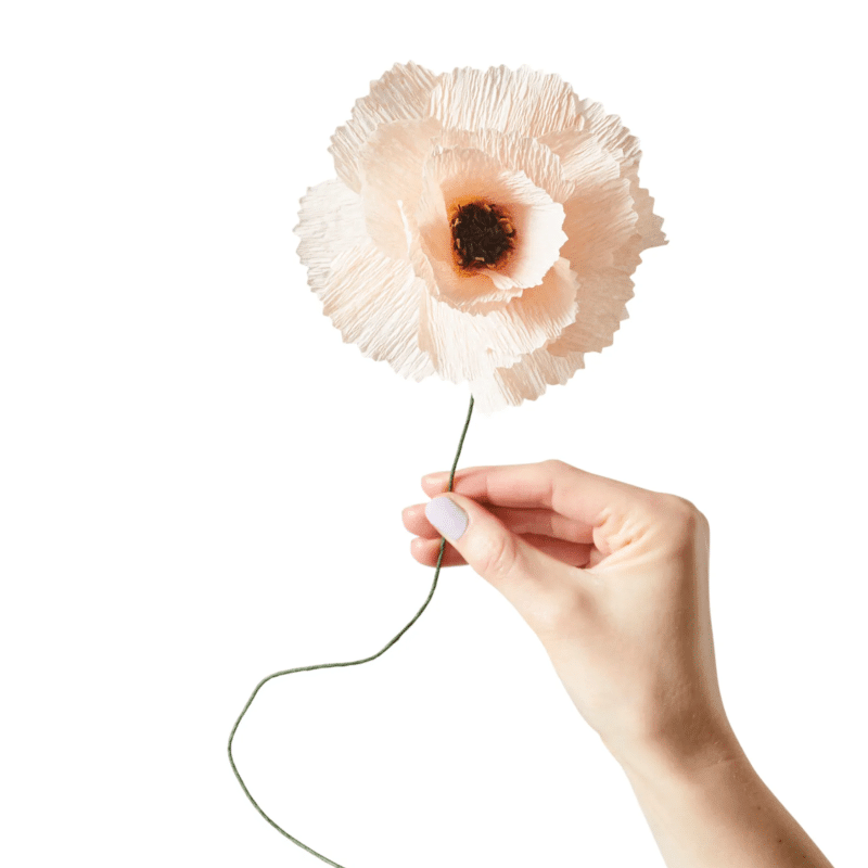 Papierblume - Peony nude von Studio About