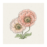 Pflanzensamen - Islandmohn Papaver nudicaule Colibri Rosa Chiaro Pastell von Jora Dahl