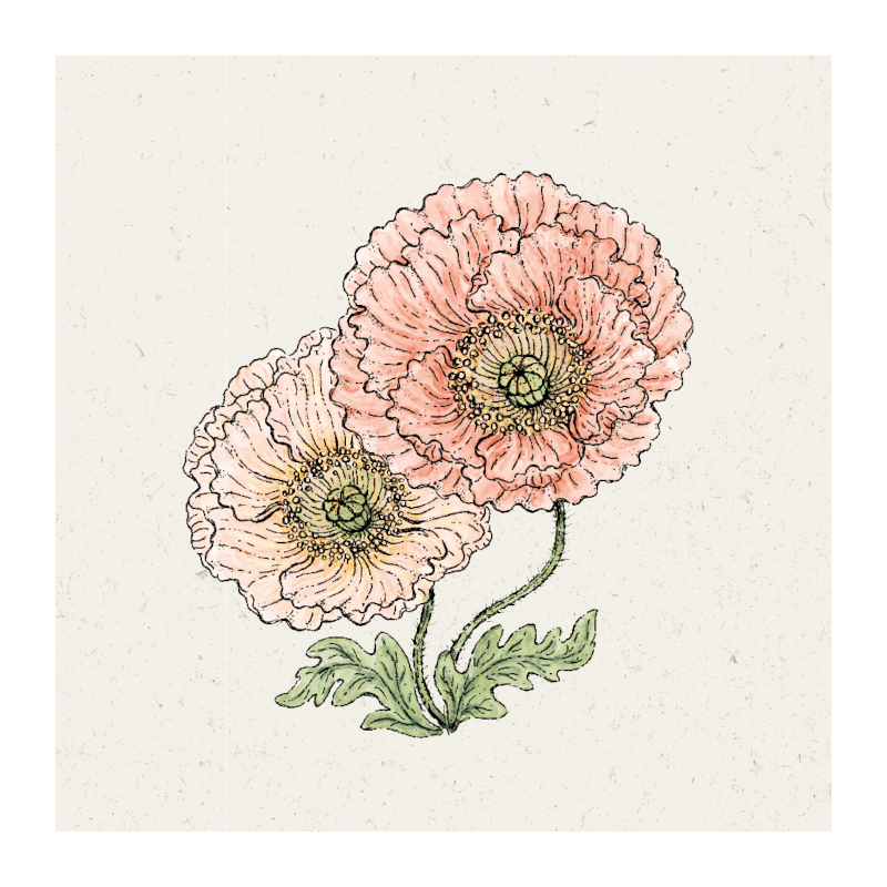 Pflanzensamen - Islandmohn Papaver nudicaule Colibri Rosa Chiaro Pastell von Jora Dahl
