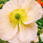 Pflanzensamen - Islandmohn Papaver nudicaule Colibri Rosa Chiaro Pastell von Jora Dahl
