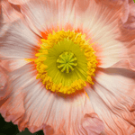 Pflanzensamen - Islandmohn Papaver nudicaule Colibri Rosa Chiaro Pastell von Jora Dahl