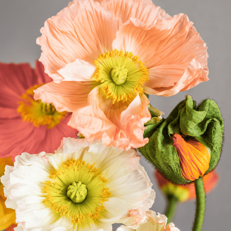 Pflanzensamen - Islandmohn Papaver nudicaule Colibri Rosa Chiaro Pastell von Jora Dahl