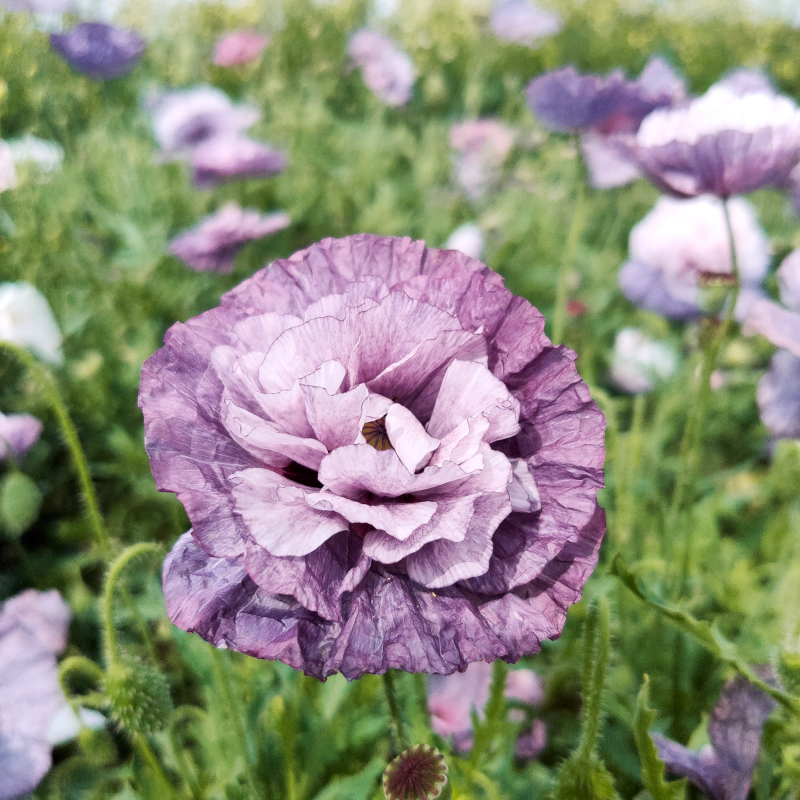 Pflanzensamen - Klatschmohn Papaver rhoeas Amazing Grey von Jora Dahl