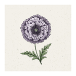 Pflanzensamen - Klatschmohn Papaver rhoeas Amazing Grey von Jora Dahl