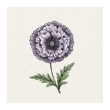 Pflanzensamen - Klatschmohn Papaver rhoeas Amazing Grey von Jora Dahl