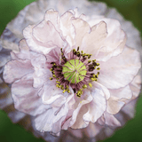 Pflanzensamen - Klatschmohn Papaver rhoeas Amazing Grey von Jora Dahl