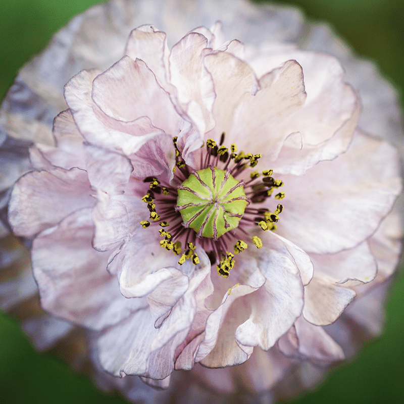 Pflanzensamen - Klatschmohn Papaver rhoeas Amazing Grey von Jora Dahl