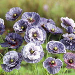 Pflanzensamen - Klatschmohn Papaver rhoeas Amazing Grey von Jora Dahl