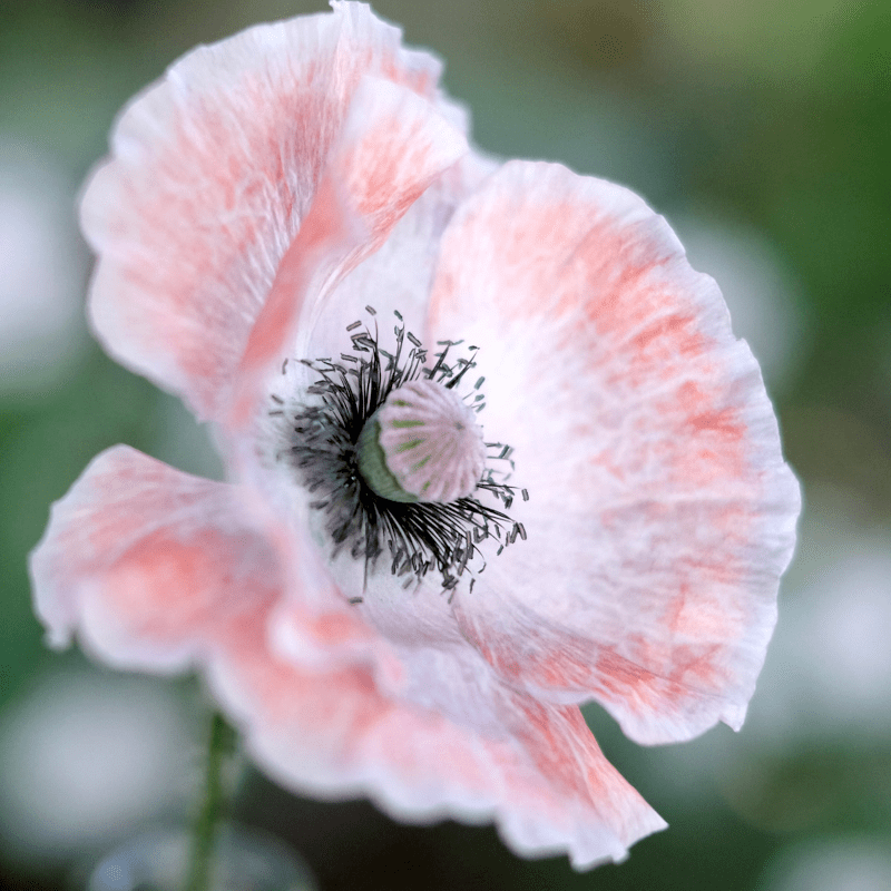 Pflanzensamen - Klatschmohn Papaver rhoeas von Jora Dahl