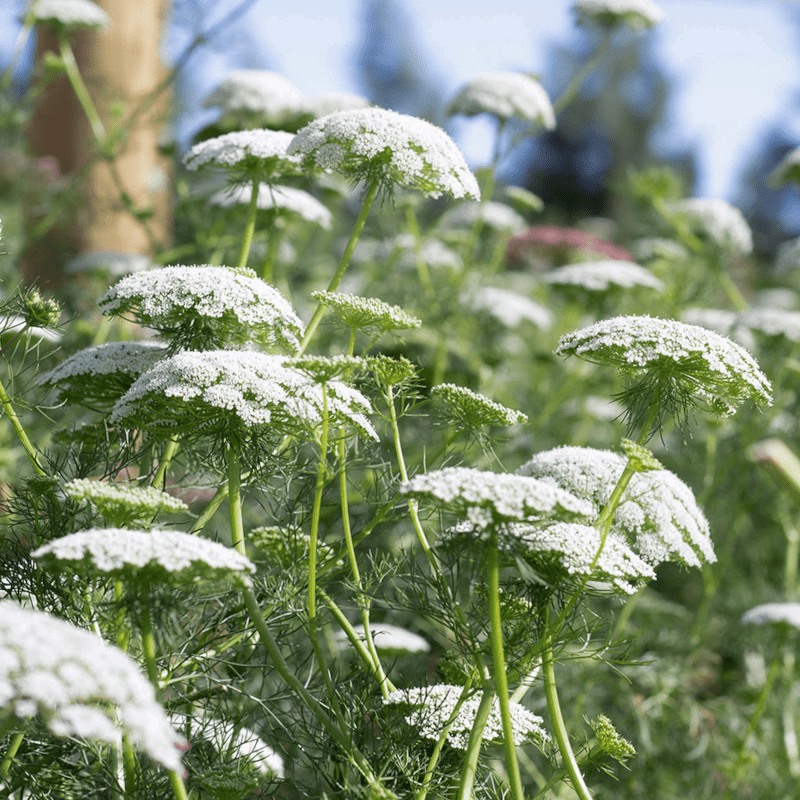 Pflanzensamen - Knorpelmöhre Ammi majus von Jora Dahl