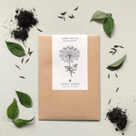 Pflanzensamen - Knorpelmöhre Ammi majus von Jora Dahl