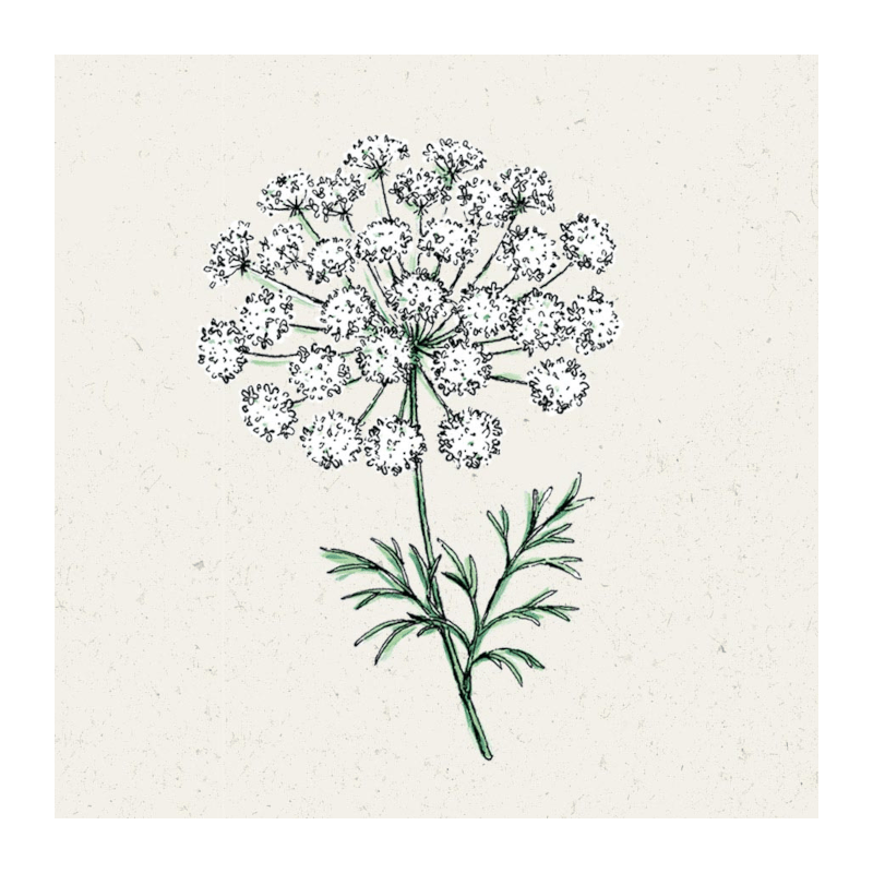 Pflanzensamen - Knorpelmöhre Ammi majus von Jora Dahl