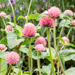 Pflanzensamen - Kugelamarant Gomphrena globosa Salmon Pastel von Jora Dahl
