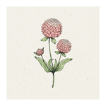 Pflanzensamen - Kugelamarant Gomphrena globosa Salmon Pastel von Jora Dahl