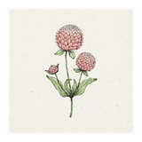 Pflanzensamen - Kugelamarant Gomphrena globosa Salmon Pastel von Jora Dahl