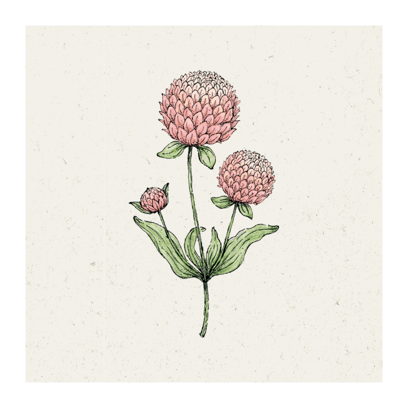 Pflanzensamen - Kugelamarant Gomphrena globosa Salmon Pastel von Jora Dahl