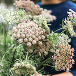 Pflanzensamen - Wilde Möhre Daucus carota Dara von Jora Dahl