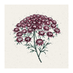 Pflanzensamen - Wilde Möhre Daucus carota Dara von Jora Dahl