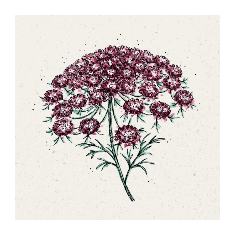 Pflanzensamen - Wilde Möhre Daucus carota Dara von Jora Dahl