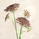 Pflanzensamen - Wilde Möhre Daucus carota Dara von Jora Dahl