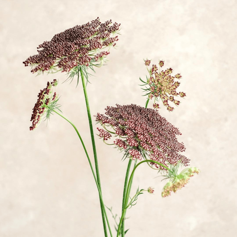 Pflanzensamen - Wilde Möhre Daucus carota Dara von Jora Dahl