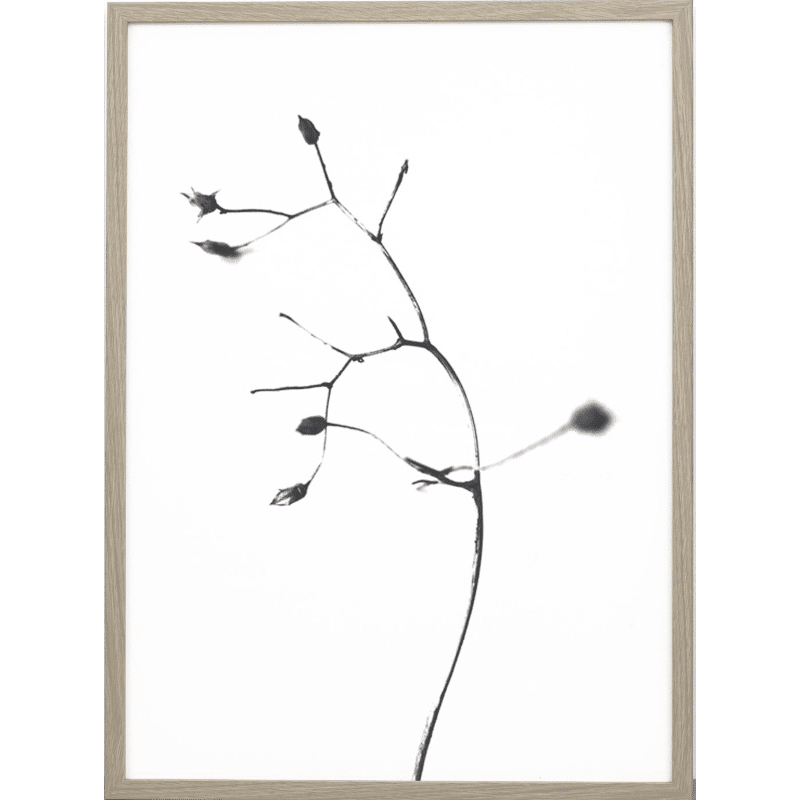 Print - A Rose is a Rose is a Rose von one must dash