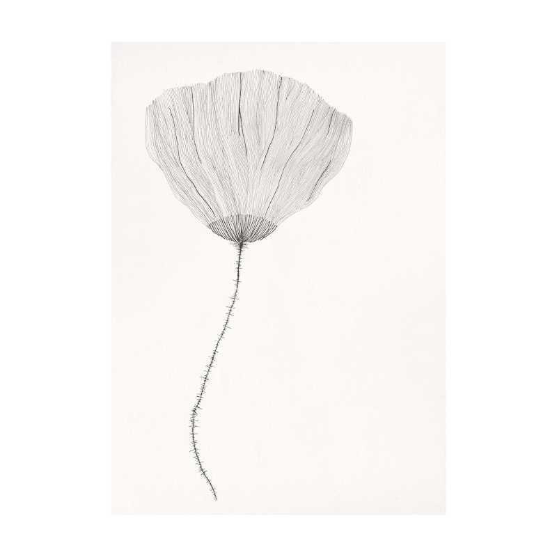 Print - Poppy von Ana Frois