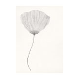 Print - Poppy von Ana Frois