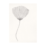 Print - Poppy von The Poster Club