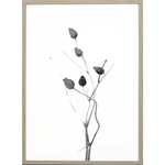 Print - Seed Capsule von one must dash