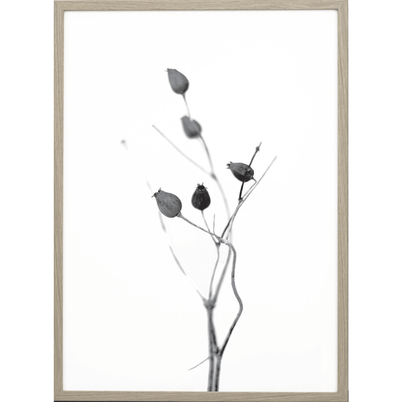 Print - Seed Capsule von one must dash