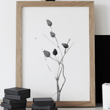 One must dash - Print Seed Capsule
