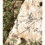 Räucherschale aus Naturstein von kruut