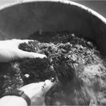 Seedball - Bienen von Gorilla Gardening