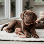 Spielzeug Dog - Otto caramel von OYOY
