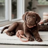 Spielzeug Dog - Otto caramel von OYOY