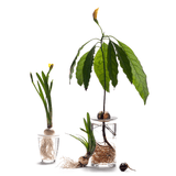 Botanopia - Sprout L weiss