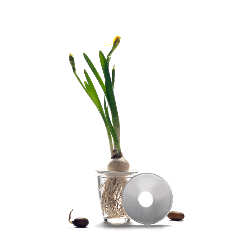 Sprout - L weiss von Botanopia