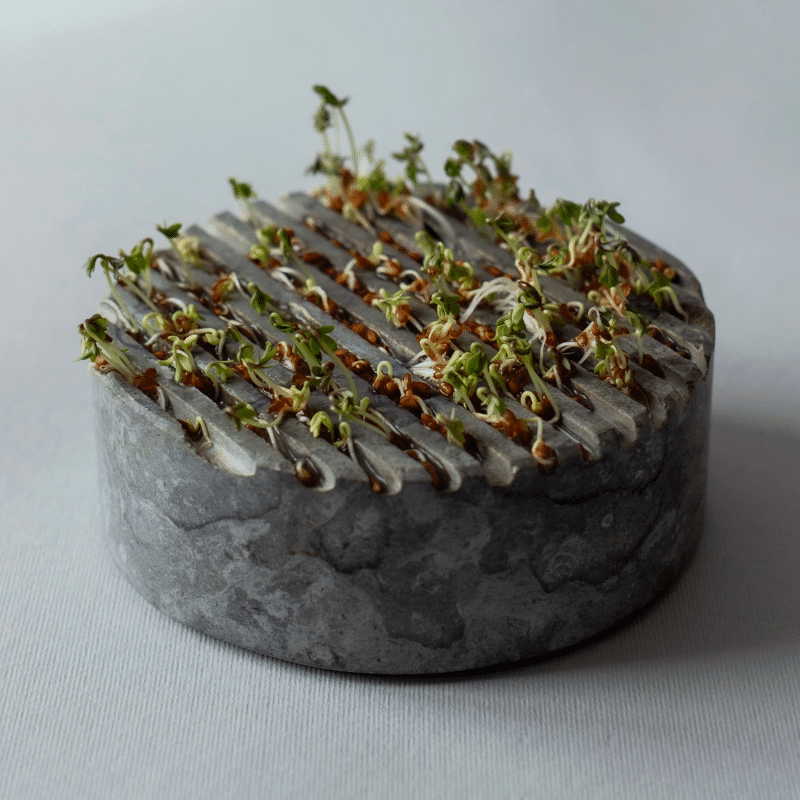 Sprout Stein - GROWING PLATE grey von Stenhuggardottern