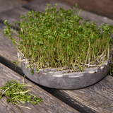 Sprout Stein - GROWING PLATE grey von Stenhuggardottern