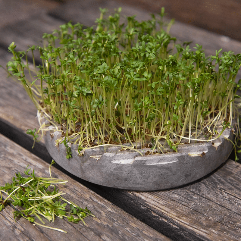 Sprout Stein - GROWING PLATE grey von Stenhuggardottern