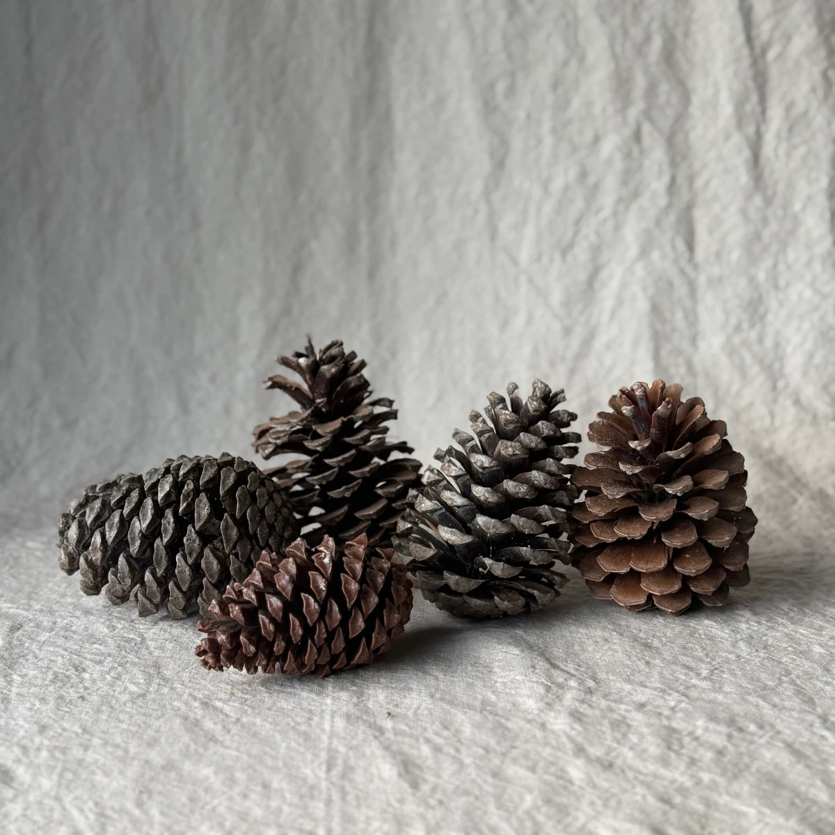 Tine K Home - Tannzäpfen Cones 5er Pack